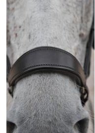 Horse's noseband