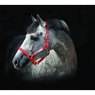 Grey Horse in red headcollar