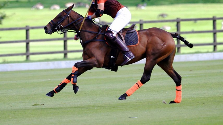 Ainsley Polo Ainsley Polo