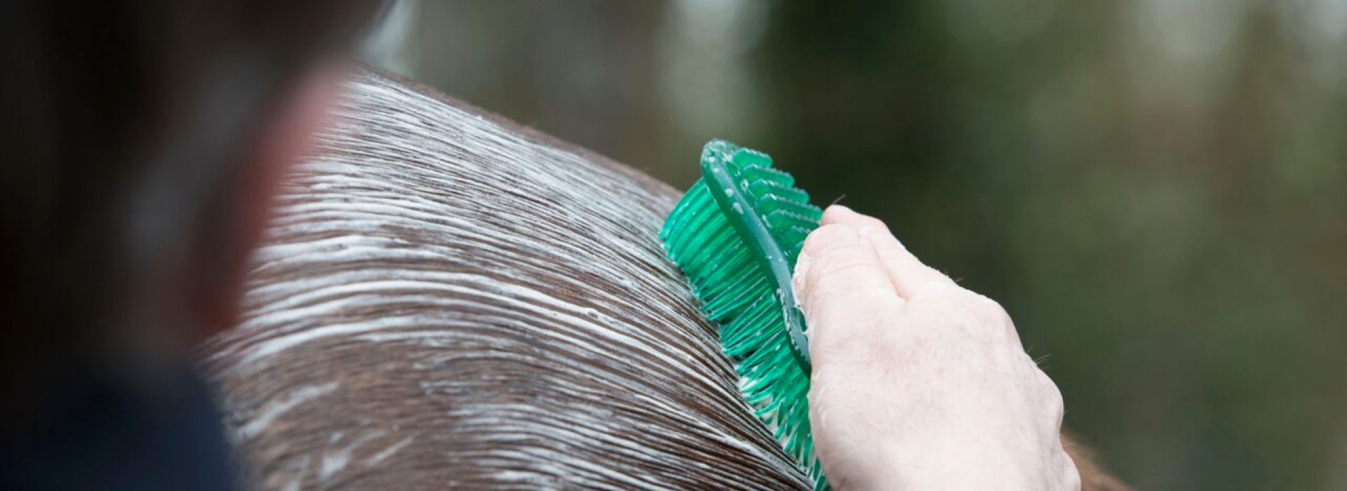 Horse Care & Grooming