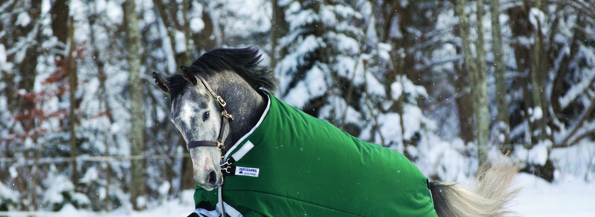 Pony Rugs