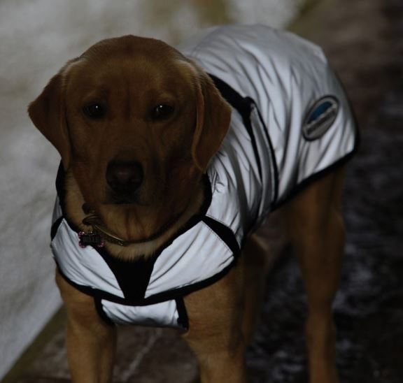 Weatherbeeta Comfitec Reflective Dog Coat Tally Ho Farm Ltd