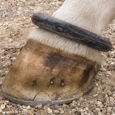 Fetlock Ring