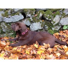 Celtic Equine Chukka Dog Collar