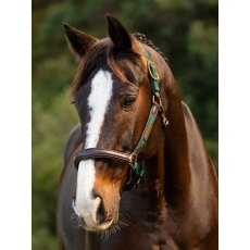 Le Mieux Capella Headcollar Spruce