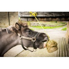 Silvermoor Swinger Captivating Carrot Silvermoor Swinger Captivating Carrot