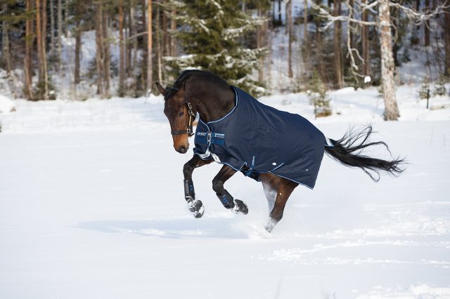 Horse galloping in show