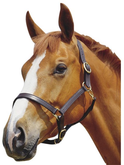 Kincade-Leather-Headcollar.jpg