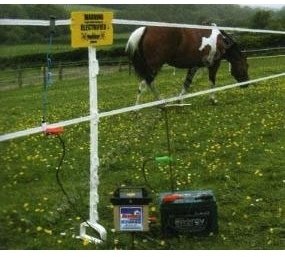 Horse in paddock