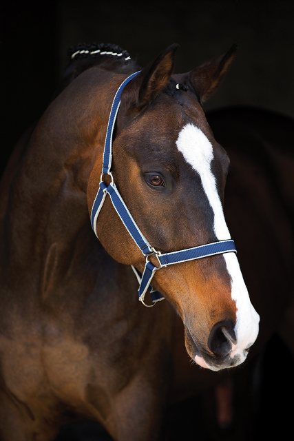 Horseware Amigo Headcollar