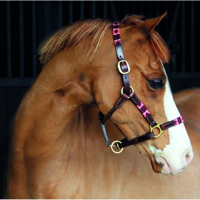 Horse wearing Headcollar