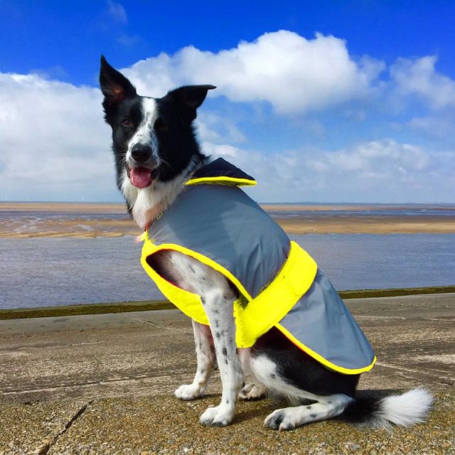 hi vis dog jacket