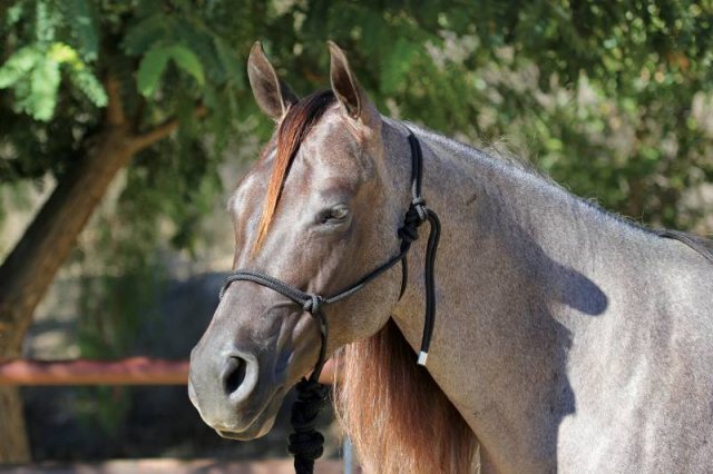 Grey horse in halter