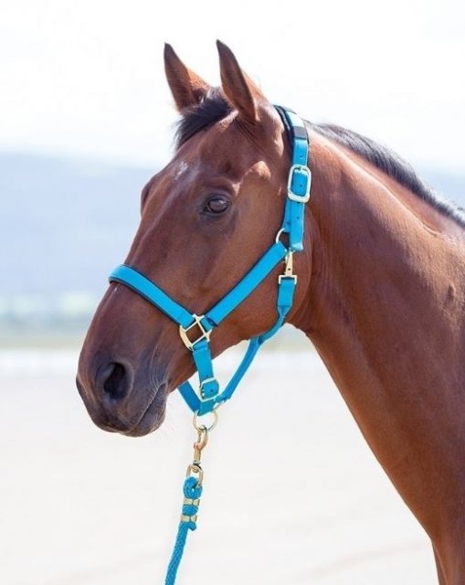 Shires Shires Nylon Padded Headcollar