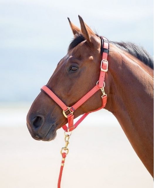 Full FREE DELIVERY Hy Standard Adjustable Nylon Headcollar Colours Pony