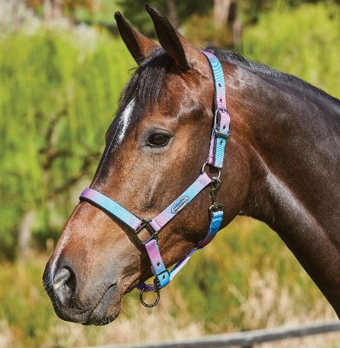 Horse wearing Weatherbeeta Ombre Headcollar