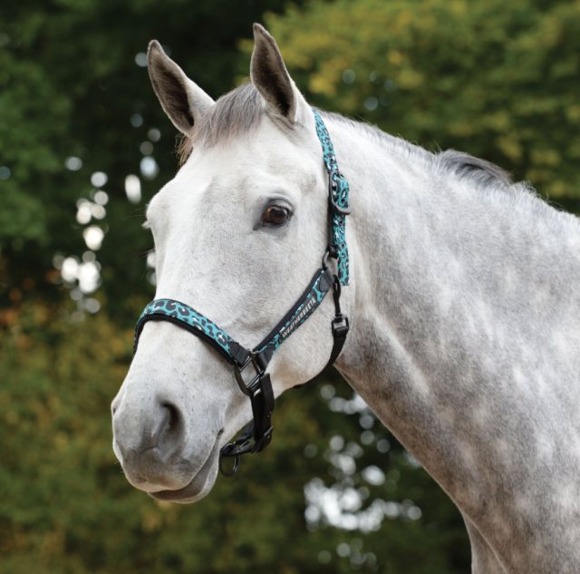 Weatherbeeta Leopard Headcollar