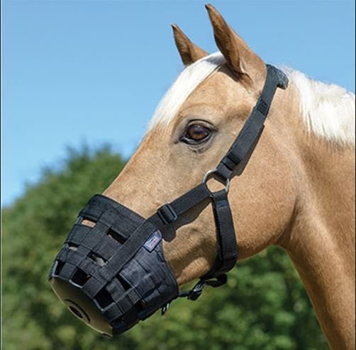 Horse wearing Nylon grass muzzle