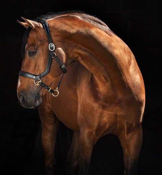 Horseware Horseware Rambo Micklem Headcollar