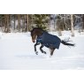 Horse galloping in show