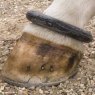 ring on white horse's fetlock