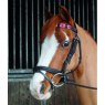 Horse wearing brow band