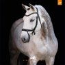 White horse wearing bridle