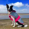 Dog in reflective vest