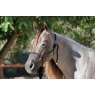 Grey horse in halter