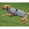 Labrador bounding in dog coat