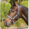 Horse wearing Weatherbeeta Ombre Headcollar