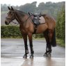 Horse with saddle pad