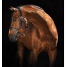 Horseware Rambo Micklem Headcollar